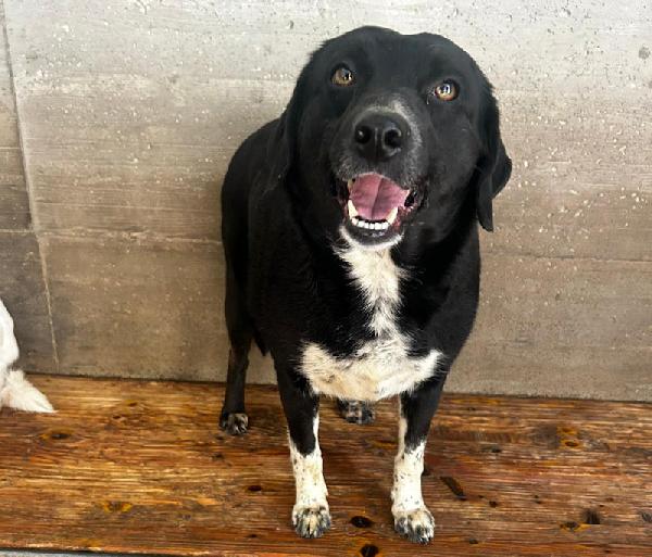 Ester con le zampette corte Foto 3