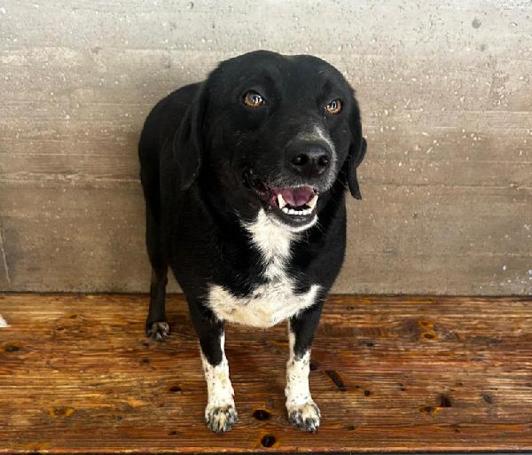 Ester con le zampette corte Foto 4