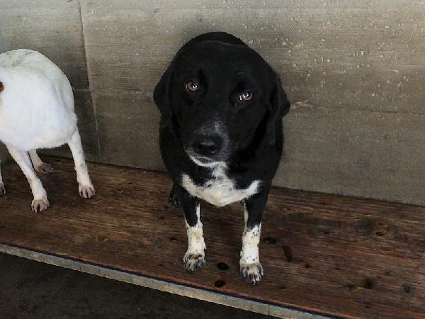 Ester con le zampette corte Foto 5