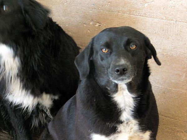 Ester con le zampette corte Foto 6