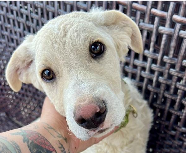 Amerigo, Occhi Dolci 