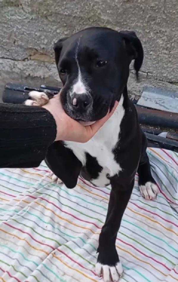 Mirtilla 4Mesi E 1/2 I Fratelli Adottati Sos Sicilia