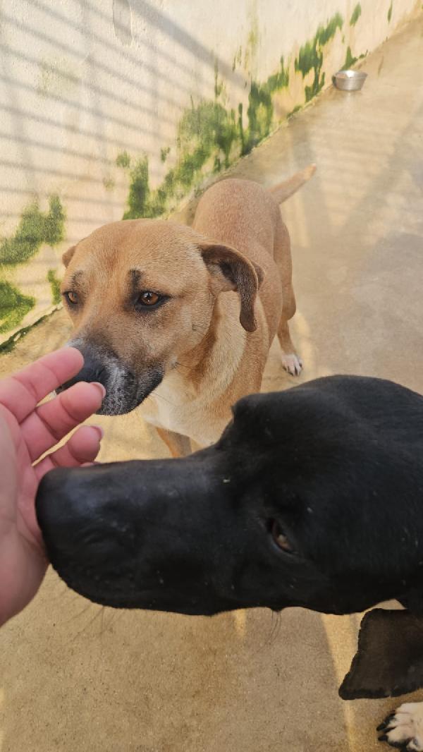 Peppina: dolce mammina socievole  Foto 7