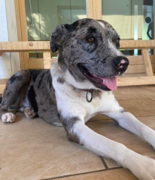 Femmina Mix Amstaff/ Pastore Lagorai 2Anni E 1/2.Veneto