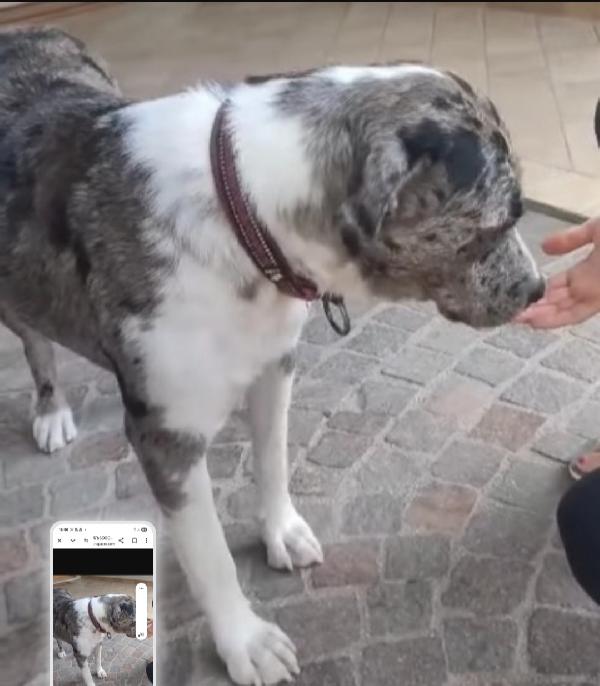 Femmina mix Amstaff/ Pastore Lagorai 2anni e 1/2.VENETO Foto 3