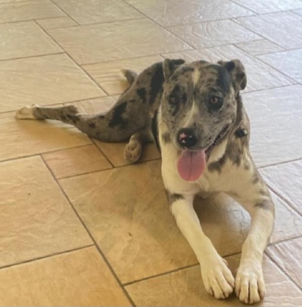 Femmina mix Amstaff/ Pastore Lagorai 2anni e 1/2.VENETO Foto 4