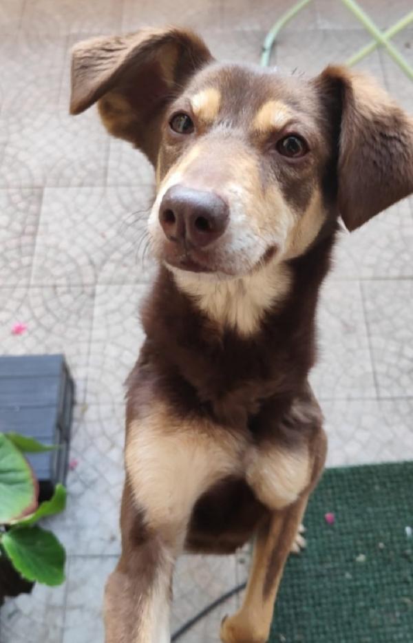 Stiggy Circa 8Anni Padrona Deceduta.milano