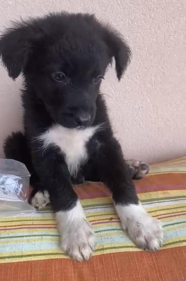 Eva Bellissima Cucciola A Pelo Lungo