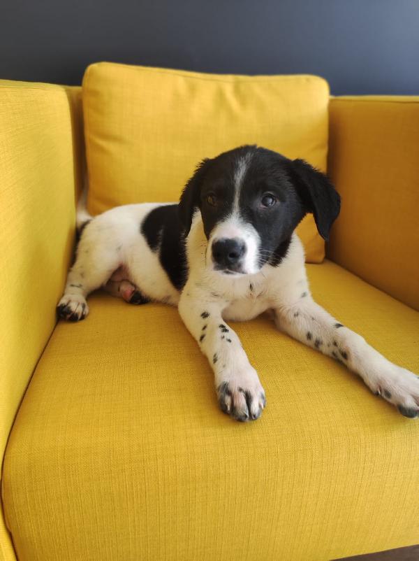 Cucciolo Adorabile 3 Mesi E Mezzo 