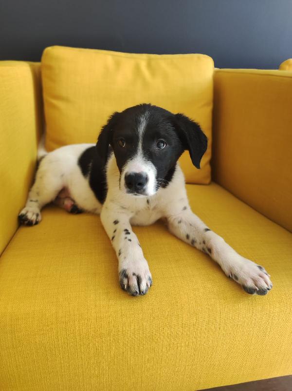 Cucciolo adorabile 3 mesi e mezzo  Foto 2