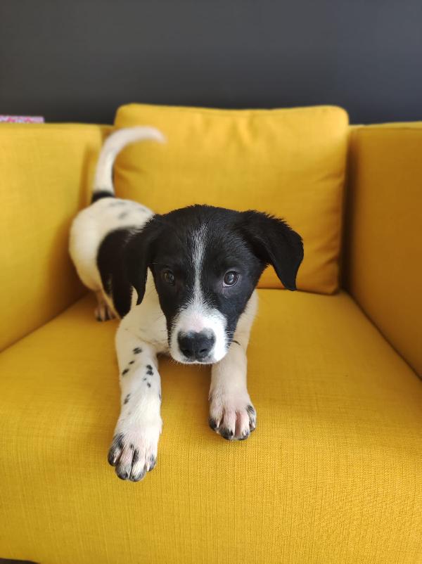 Cucciolo adorabile 3 mesi e mezzo  Foto 3