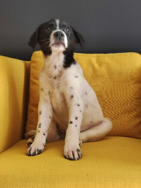 Cucciolo adorabile 3 mesi e mezzo  Foto 4