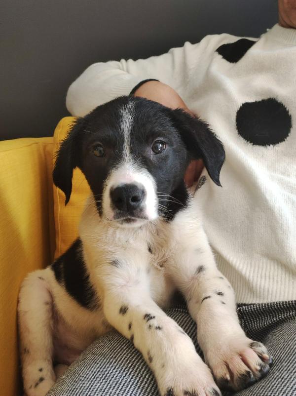 Cucciolo adorabile 3 mesi e mezzo  Foto 5