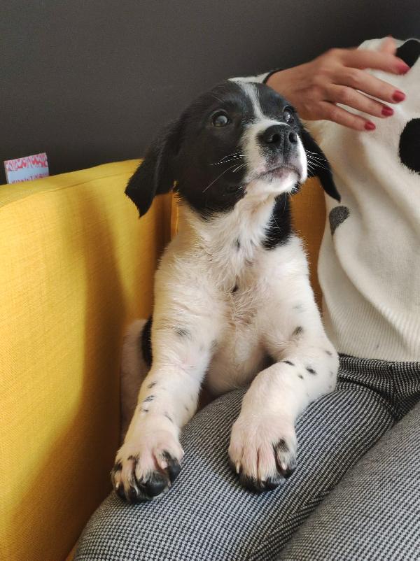 Cucciolo adorabile 3 mesi e mezzo  Foto 6