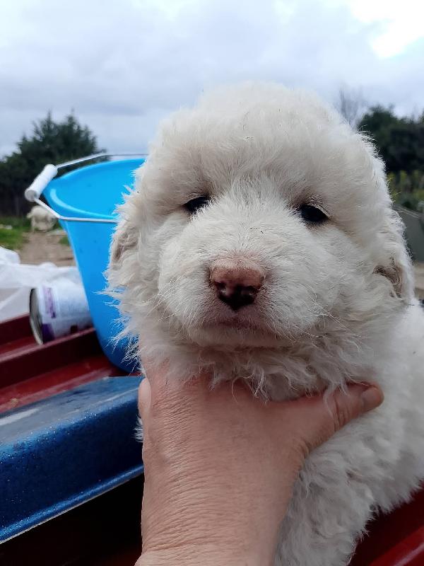 8 Cuccioli Misto Maremmano 