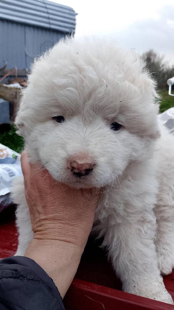 8 cuccioli misto Maremmano  Foto 2