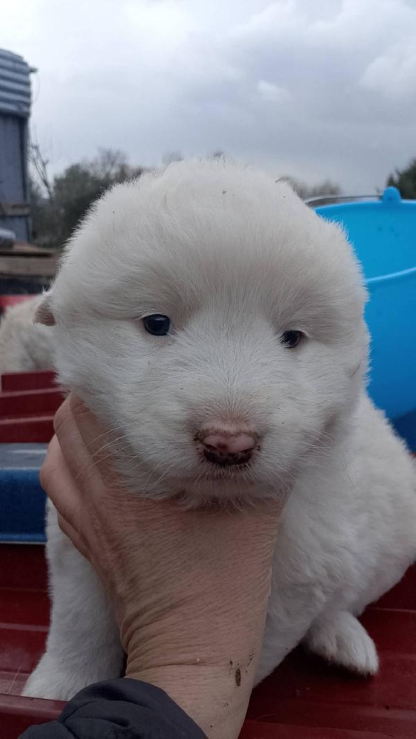 8 cuccioli misto Maremmano  Foto 3