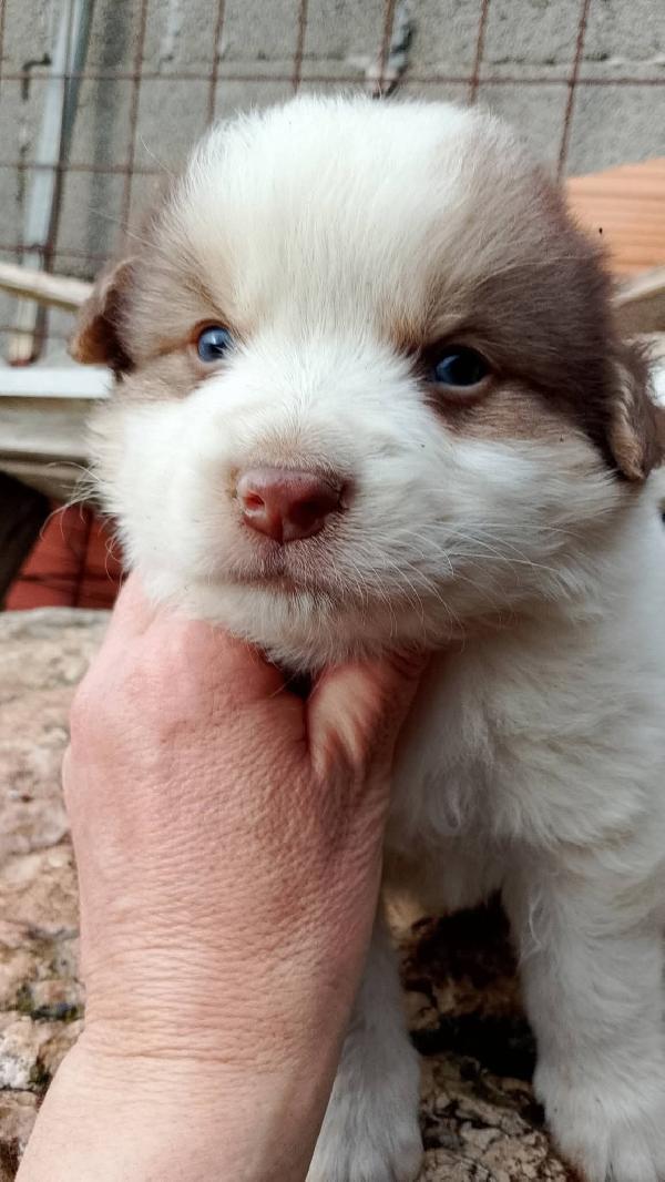 8 cuccioli misto Maremmano  Foto 4