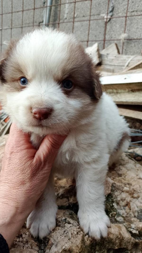 8 cuccioli misto Maremmano  Foto 5