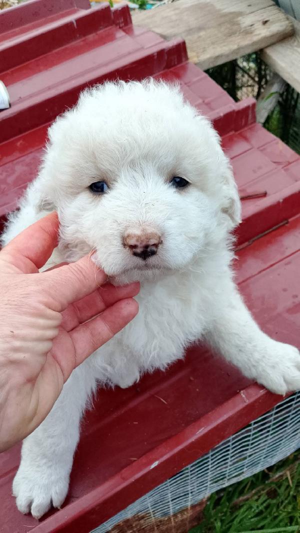 8 cuccioli misto Maremmano  Foto 6