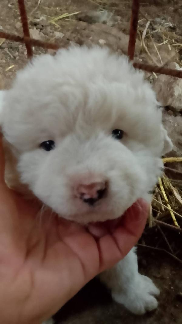 8 cuccioli misto Maremmano  Foto 7