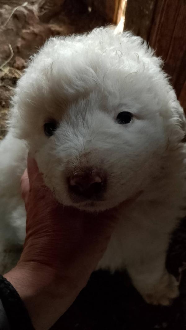 8 cuccioli misto Maremmano  Foto 8