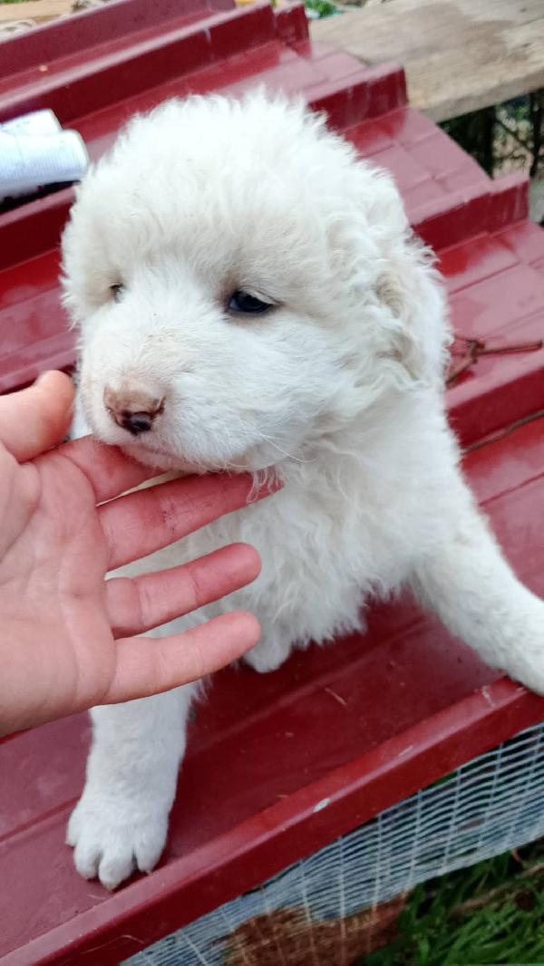 8 cuccioli misto Maremmano  Foto 9