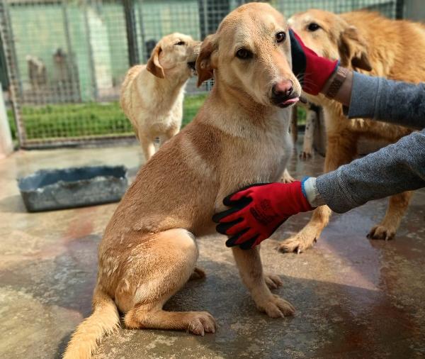 Bionda - Cucciola Di 11 Mesi - Taglia Media