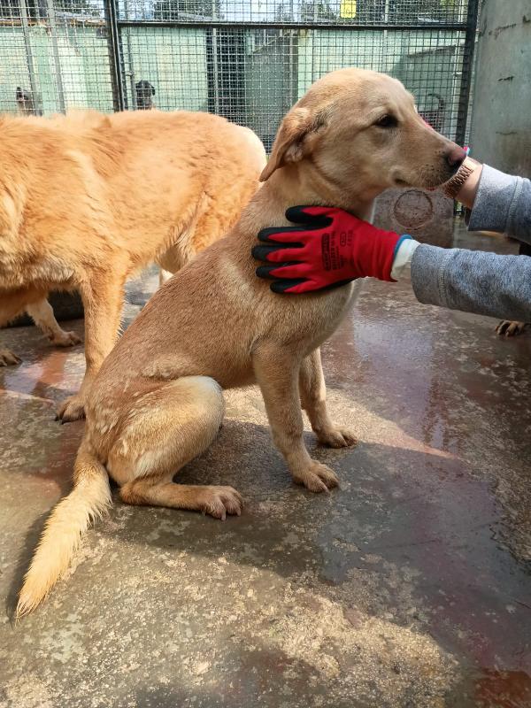 BIONDA - cucciola di 11 mesi - taglia media Foto 2