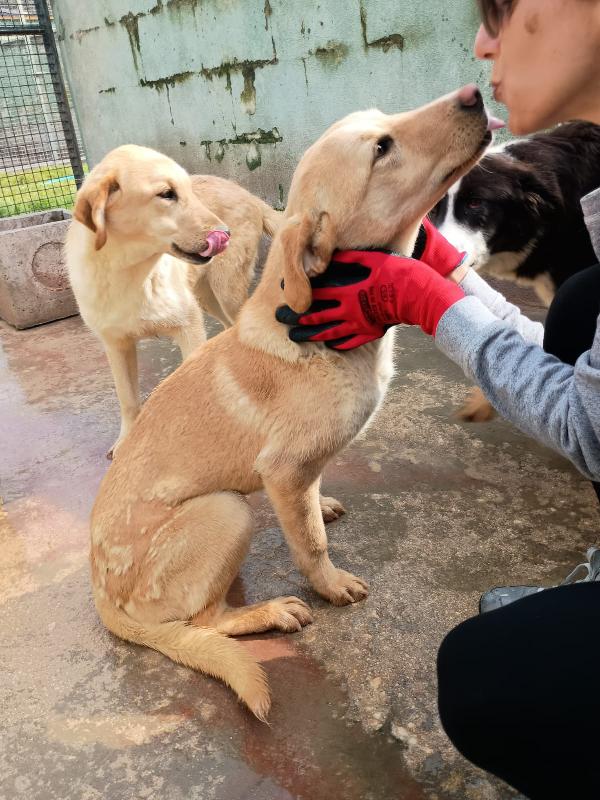 BIONDA - cucciola di 11 mesi - taglia media Foto 3
