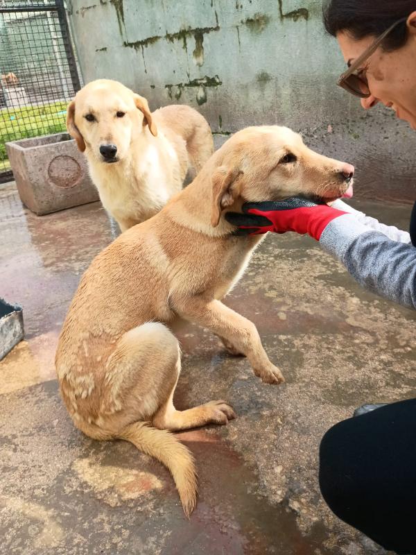 BIONDA - cucciola di 11 mesi - taglia media Foto 4