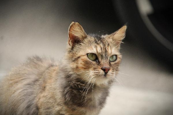 Solverina Cerca La Sua Favola