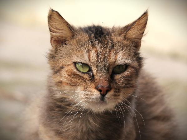 Solverina cerca la sua favola Foto 3