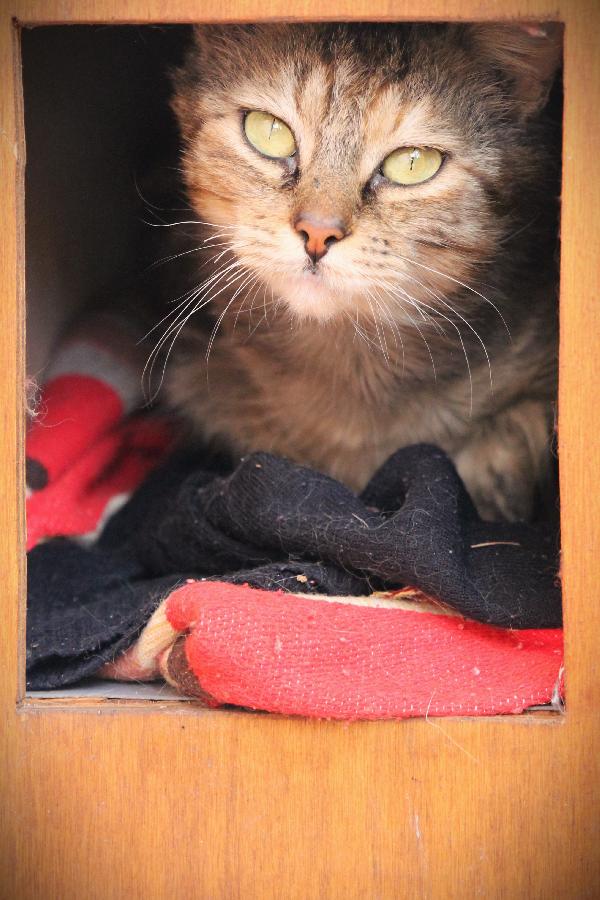 Solverina cerca la sua favola Foto 4