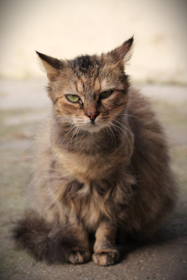 Solverina cerca la sua favola Foto 5