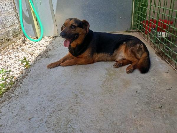 Lolo con le zampette corte Foto 6