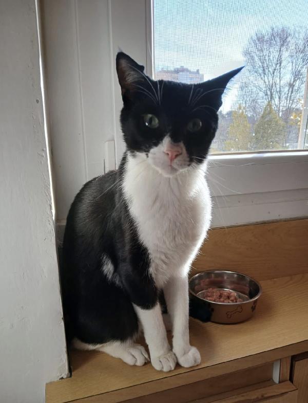 Zorro il micino con la mascherina  Foto 2