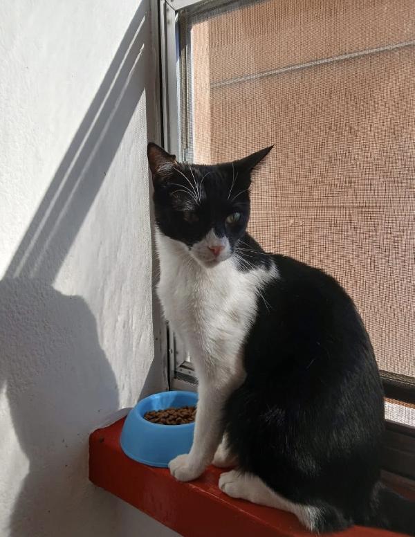 Zorro il micino con la mascherina  Foto 3