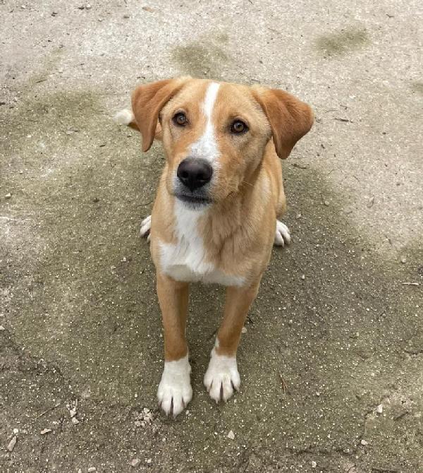 ADOTTA OLIVER TENERO CUCCIOLONE Foto 3