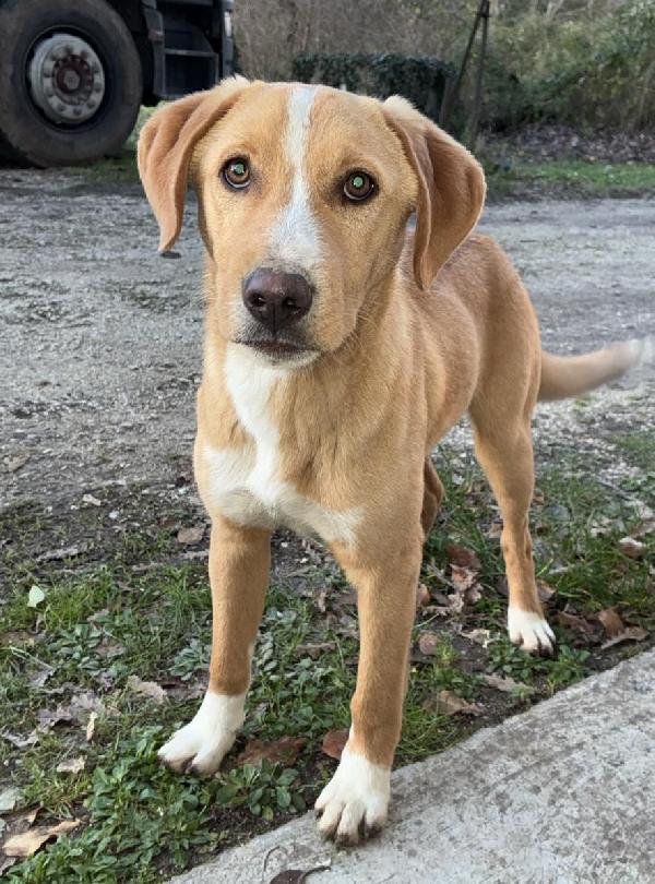 ADOTTA OLIVER TENERO CUCCIOLONE Foto 5