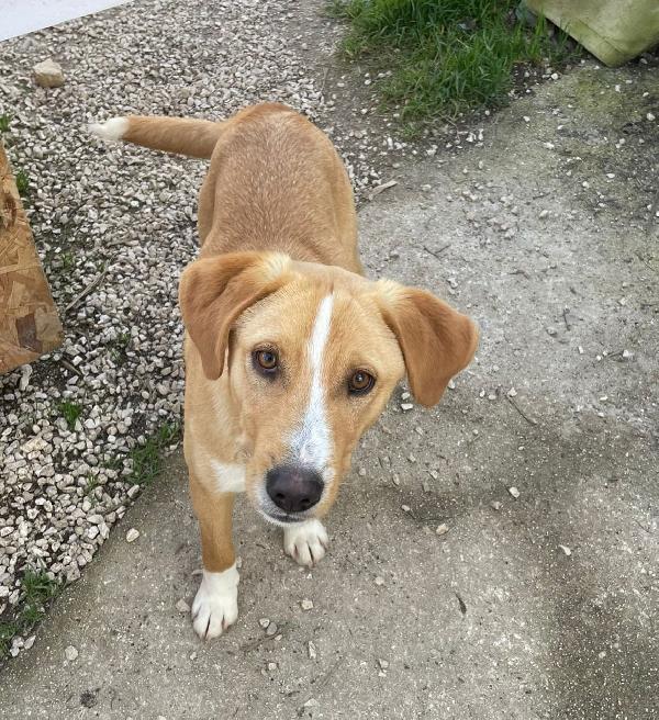 ADOTTA OLIVER TENERO CUCCIOLONE Foto 6