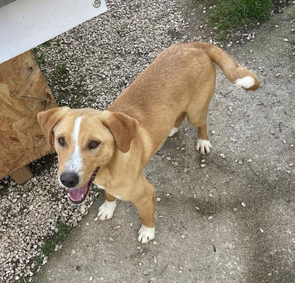 ADOTTA OLIVER TENERO CUCCIOLONE Foto 8