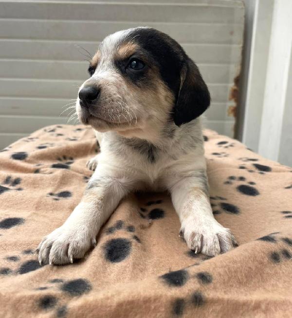 CLEMENTINA TENERA SEGUGINA Foto 2