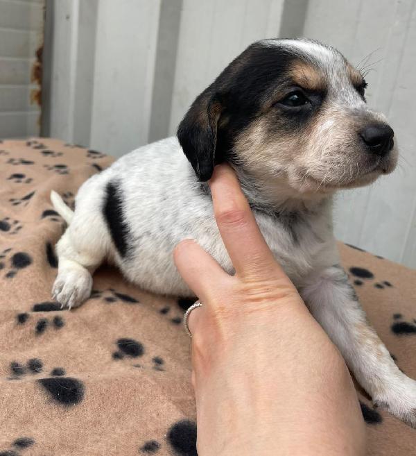 CLEMENTINA TENERA SEGUGINA Foto 4