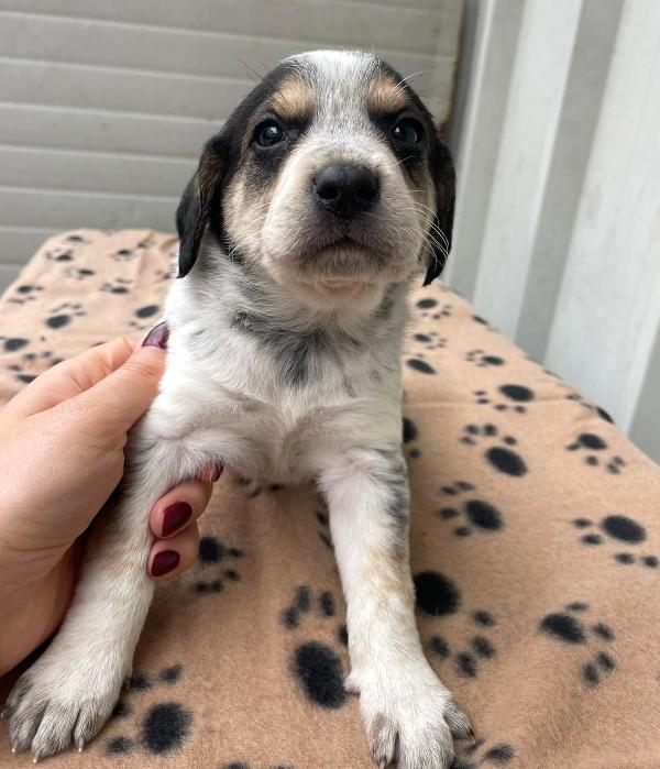 CLEMENTINA TENERA SEGUGINA Foto 3