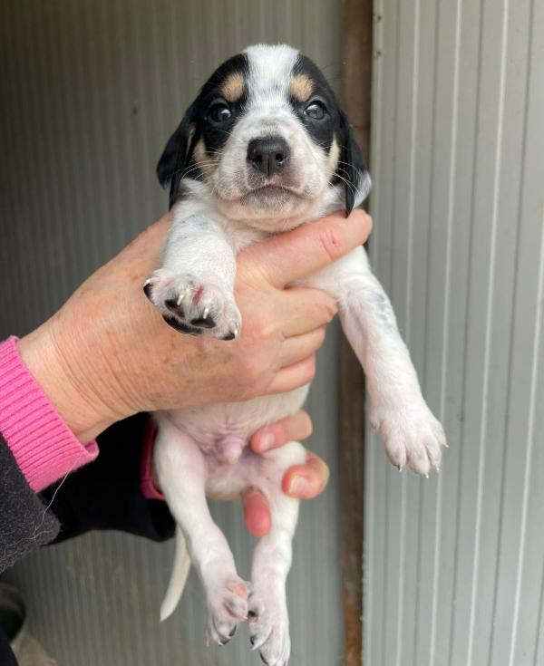 IL DOLCE APOLLO Foto 2