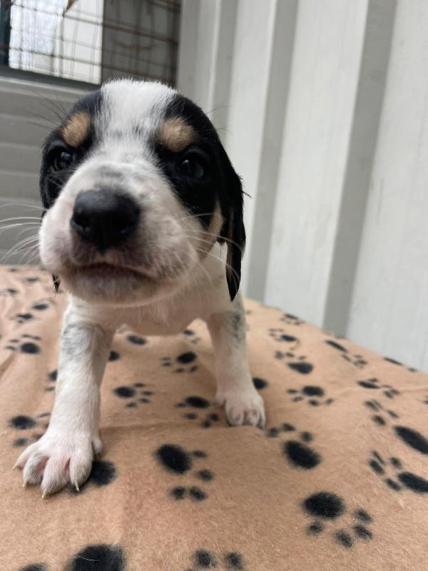 IL DOLCE APOLLO Foto 6