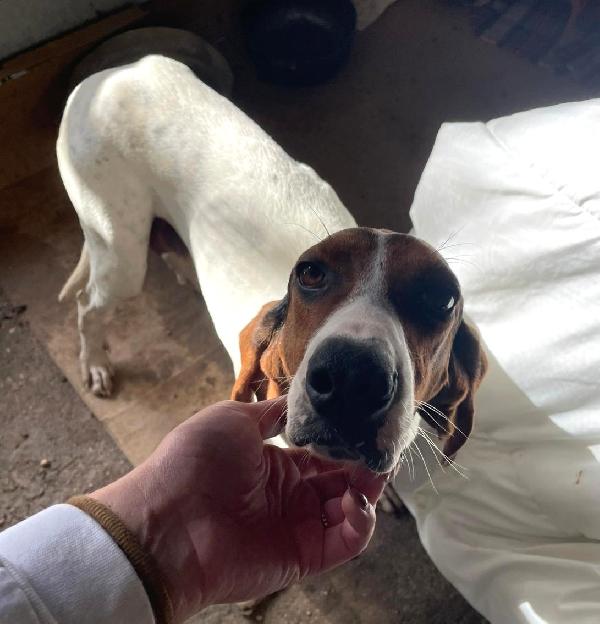 IL DOLCE APOLLO Foto 7