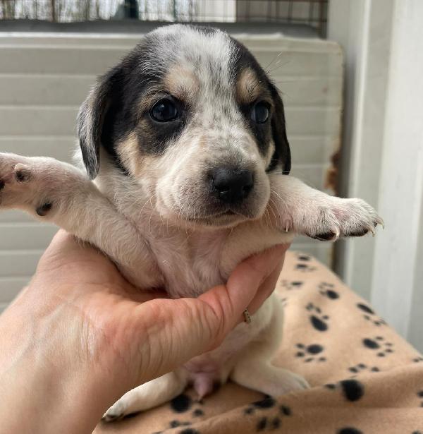 La Bellissima Halley