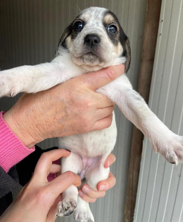 LA BELLISSIMA HALLEY Foto 3